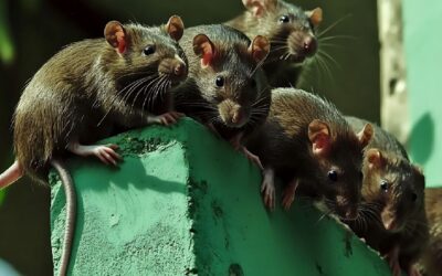 Dératisation en Suisse romande : tour d’horizon des rongeurs nuisibles