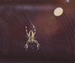 brown spider on spider web